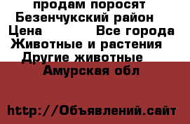 продам поросят .Безенчукский район  › Цена ­ 2 500 - Все города Животные и растения » Другие животные   . Амурская обл.